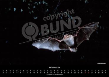 Fledermauskalender für 2023 - Dezember